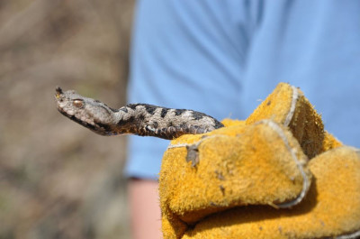 Vipera ammodytes